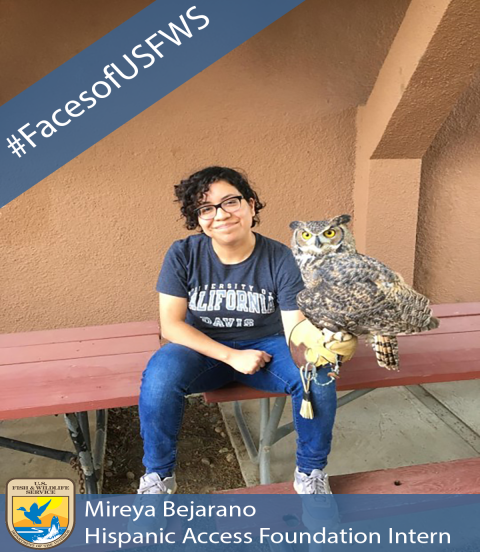 A woman sitting on a table holding a great horned owl. A banner in the top left corner reads #FacesofUSFWS. A banner along the bottom reads Mireya Beharano, Hispanic Access Foundation Intern. The U.S. Fish and Wildlife Service logo appears in the bottom left corner.