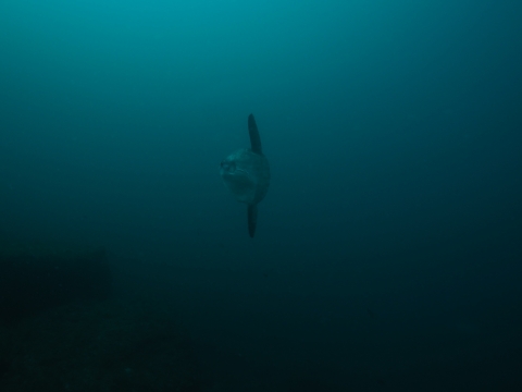a common mola swimming