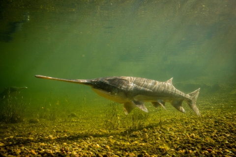 Underwater image of a paddlefish swimming with sun rays shining from the surface of the water.