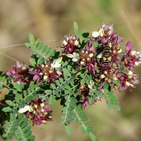 Bee on a flower head with small whitish and marron flowers.