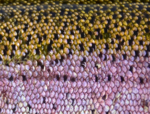 Closeup of rainbow trout scales