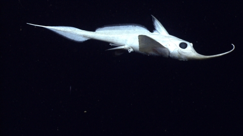 a silver deepsea fish with a long narrow snout floats in dark water