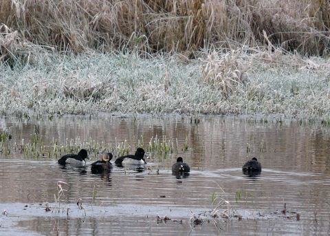5 ducks rest on the surface of a pond with frosted winter vegetation in the background.