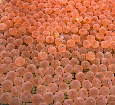 close up of salmon eggs