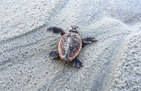Sea turtle hatchling, brown and gray, crawling on the sand at Wassaw NWR