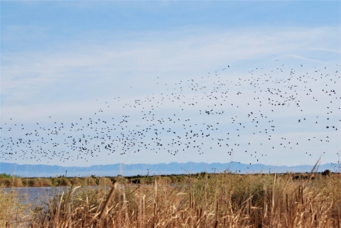 Birds flying over a wetland marsh