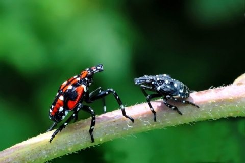 a red-spotted and a black-spotted bug sit on a plant stem