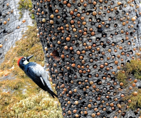 a woodpecker holding onto the side of a tree covered in acorns