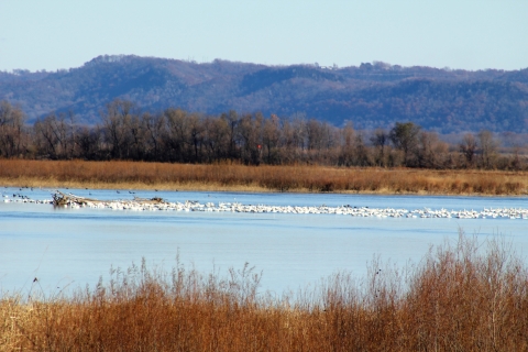 Thousands of large white birds rest on the Mississippi River with bluff topography in the background