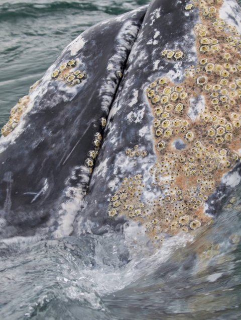 a whale with barnacles breaching the water