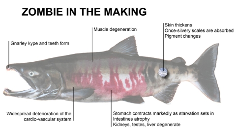 diagram showing the changes to a salmon including kype, skin, stomach, and cardiovascular system