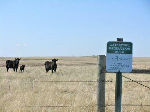 Three cows behind a fence marked with a Waterfowl Production Area sign.