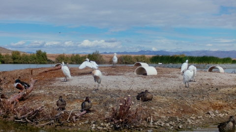 A variety of different bird species roosting on an island on a cloudy day.
