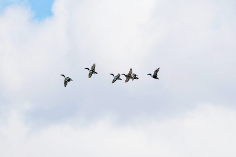A group of six Northern shoveler ducks in flight.