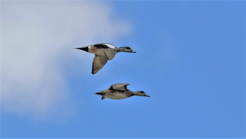 A pair of American wigeon ducks in flight.