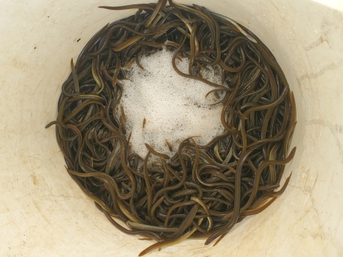 A photo of more than 100 small eels inside a bucket