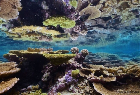 Underwater view of red and green colored coral just below the surface of the water