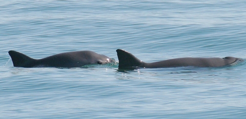 A vaquita mother (right) and her calf (left) can be seen as they surface in blue waters