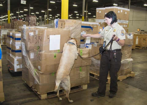 A dog on a leash sniffs a pile of boxes 