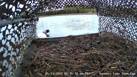 Hidden camera view within a wooden raft with a Pacific loon arriving to the entrance. 