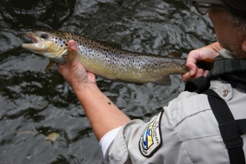 FWS worker holds a spotted silver fish over a river