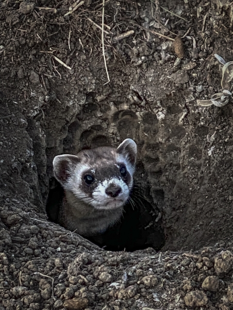 A black-footed ferret peeking out from a burrow entrance