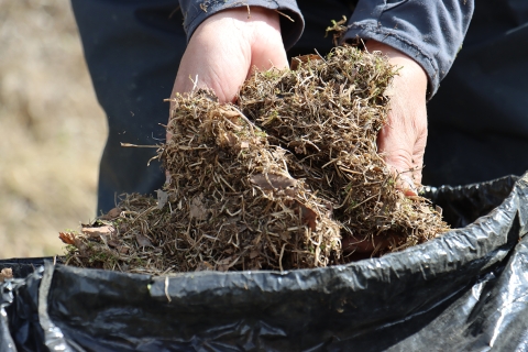 A close up of hands over the top of a bag showing the camera bedding that will be used for a nest site. 