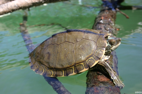 Full shot of a big-headed map turtle resting on a tree branch with backside in green water 