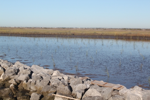 A breakwater in the foreground with a marsh in the background containing smooth cordgrass sprouting from the water. 