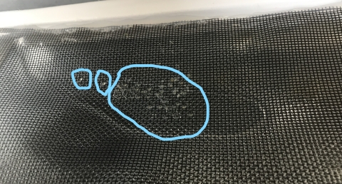 Cape Fear shiner eggs collected from wild broodstock at Edenton National Fish Hatchery 