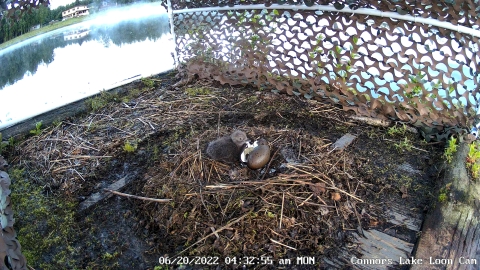 Hidden camera view inside a raft with two Pacific loon eggs in a nest and the pacific loons hatching from the eggs. 
