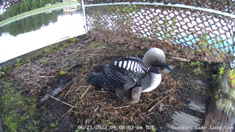 Hidden camera view within a wooden raft with a Pacific loon and a chick under its wing. 