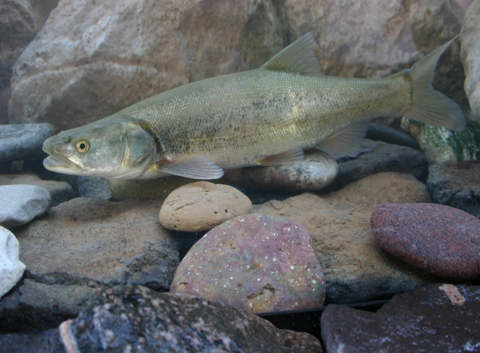 Colorado pikeminnow at the bottom of streambed surrounded by rocks.