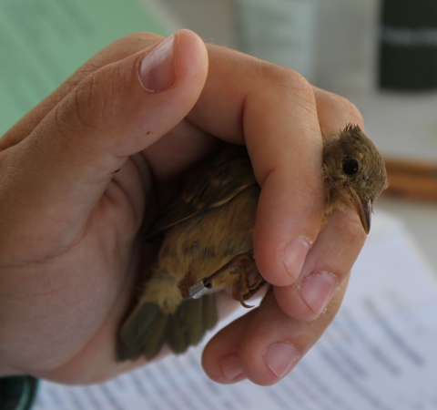 Hand holding a small yellow-throat bird with leg band