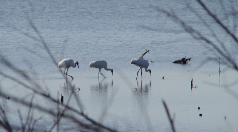 Endangered whooping cranes