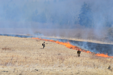 A prescribed burn in grassland habitat
