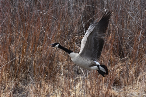 Canada Goose in flight