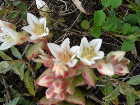 A plant with green leaves and white flowers with a pink bud