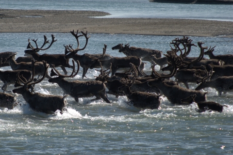 A herd of barren-ground caribou rushing through the Sagavanirktok River to escape mosquitoes in the Alaskan Arctic. Photo credit: Dave Gustine/USFWS 