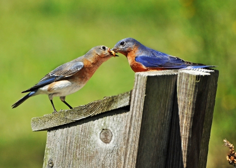 Adult bird feeding baby bird on top of their bird box on a bright sunny day.