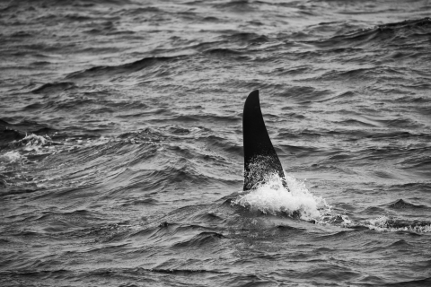 an orca fin in the water