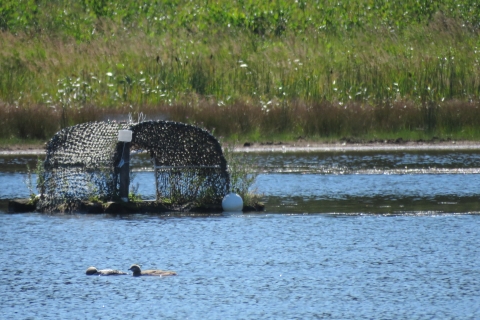 A Pacific loon chick swims with a parent Pacific loon outside a nest raft on a lake. 