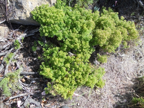 A plant with large clusters of green flowers