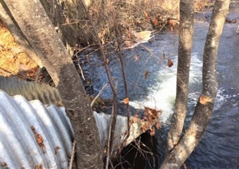 A top-down view of a long culvert draining into Johnson Creek with trees in the foreground
