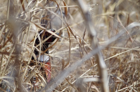 Ring-necked pheasant rooster hiding among the grass