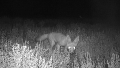 a black and white photo from a trail camera of a san joaquin kit fox among low bushes looking the camera with glowing eyes
