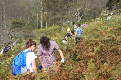 Volunteers planting trees on the slope
