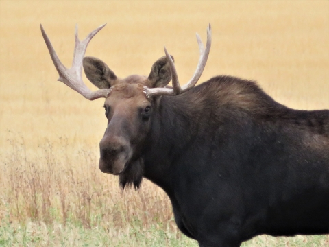 A moose with antlers.