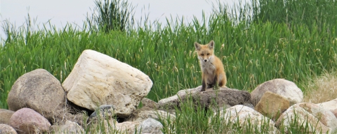 A red fox sitting on a pile of rocks.