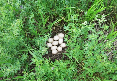 A bird nest with ten eggs.